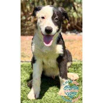 Violet Litter-Van Cleef -  Hound and Border Collie Dog for Adoption in Inglewood, California - Violet Litter-Van Cleef | PetCurious