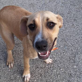 Sunshine -  Mixed Breed Dog for Adoption in Stanton, Kentucky - Sunshine | PetCurious