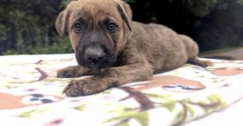 EMBER -  German Shepherd Dog Dog for Adoption in Fosters, Alabama - EMBER | PetCurious
