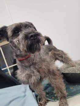 Miniature Schnauzer and Mixed Breed Dogs Available for Adoption in Frankfort, Kentucky - Duke 5694 D | PetCurious