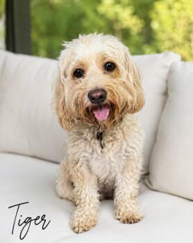 Tyger -  Maltipoo Dog for Adoption in Lucas, Texas - Tyger | PetCurious