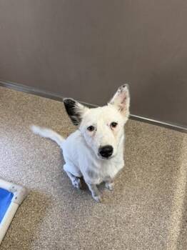 PEPPERMINT -  Australian Shepherd Dog for Adoption in Albuquerque, New Mexico - PEPPERMINT | PetCurious
