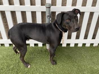 Pit Bull Terrier Dogs Available for Adoption - BUDDY | PetCurious