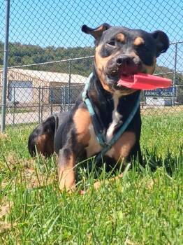 Freya -  Pit Bull Terrier Dog for Adoption in New Cumberland, West Virginia - Freya | PetCurious