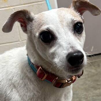 Penny -  Jack Russell Terrier Dog for Adoption in Manhattan, Kansas - Penny | PetCurious