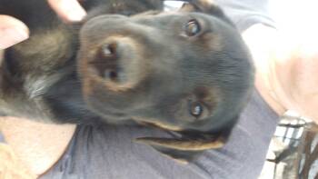 Rescue Belgian Shepherd Malinois and Shar Pei Dogs for Adoption in Anton, Texas - Boy 5/12 | PetCurious