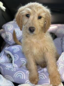 Goldendoodle and Golden Retriever Dogs Available for Adoption in Yuba City, California - Apricot | PetCurious