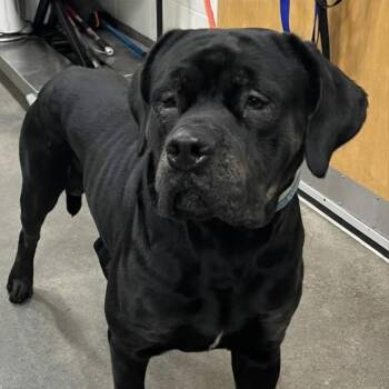 Cane Corso Dogs Available for Adoption in Manchester, Pennsylvania - Beanz | PetCurious
