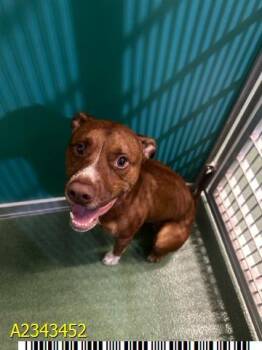 DIXON -  Mixed Breed Dog for Adoption in West Palm Beach, Florida - DIXON | PetCurious