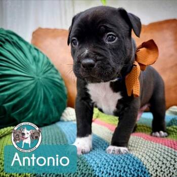 Antonio Encanto -  Pit Bull Terrier and Labrador Retriever Dog for Adoption in Friendswood, Texas - Antonio Encanto | PetCurious