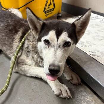 Husky Dogs Available for Adoption in Yuma, Arizona - Dante | PetCurious