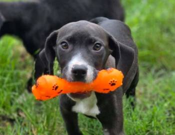 Dean -  Hound Dog for Adoption in Anniston, Alabama - Dean | PetCurious