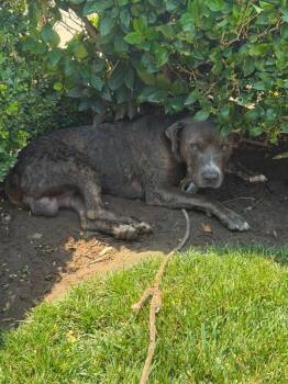 Petey -  American Staffordshire Terrier Dog for Adoption in Tulare, California - Petey | PetCurious