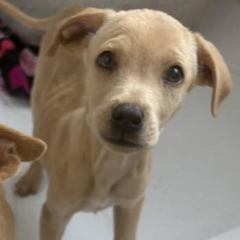 Honey -  Yellow Labrador Retriever Dog for Adoption in Phoenix, Arizona - Honey | PetCurious