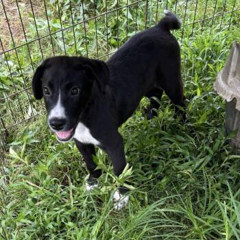 Cornelious -  Black Labrador Retriever Dog for Adoption in Parrish, Alabama - Cornelious | PetCurious