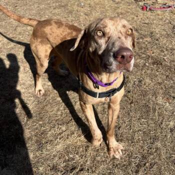 Catahoula Leopard Dog Dogs Available for Adoption in Conway, New Hampshire - Summer | PetCurious