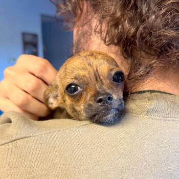 Zoomie -  Mixed Breed Dog for Adoption in Hendersonville, North Carolina - Zoomie | PetCurious