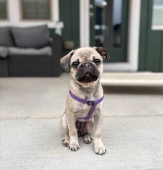 Pug Dogs Available for Adoption in Seattle, Washington - Muffie | PetCurious