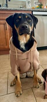 Labrador Retriever and Australian Shepherd Dogs Available for Adoption - RILEY #13 | PetCurious