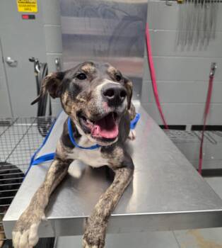 Hound Dogs Available for Adoption in Missouri City, Texas - Harvey | PetCurious