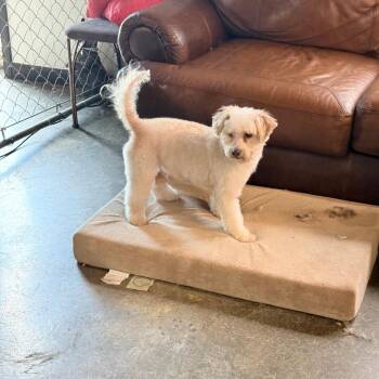 Maltese and Poodle Dogs Available for Adoption in Little Rock, Arkansas - Archie | PetCurious