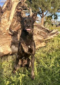 Rescue German Shepherd Dog and Cattle Dog Dogs for Adoption in Los Angeles, California - MOLLY | PetCurious