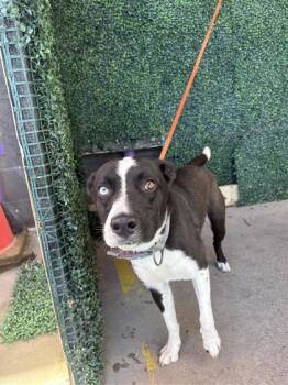 Ace -  Labrador Retriever and Border Collie Dog for Adoption in El Paso, Texas - Ace | PetCurious