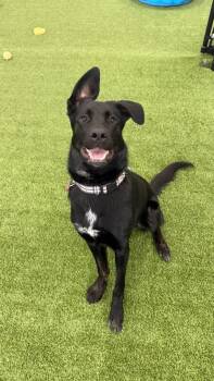 Belgian Shepherd Malinois and Rottweiler Dogs Available for Adoption in Phoenix, Arizona - Cozumel | PetCurious