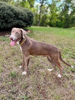 Chloe -  American Bully and Labrador Retriever Dog for Adoption in Glocester, Rhode Island - Chloe | PetCurious
