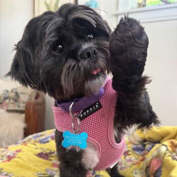 Sammy -  Shih Tzu Dog for Adoption in Chicago, Illinois - Sammy | PetCurious
