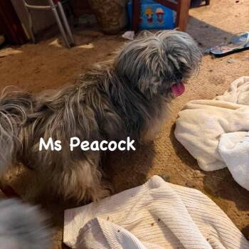 Ms Peacock (chevelle ) -  Lhasa Apso and Mixed Breed Dog for Adoption in Spring Hill, Kansas - Ms Peacock (chevelle ) | PetCurious