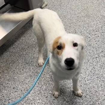 Great Pyrenees Dogs Available for Adoption in Dayton, Ohio - Tilly | PetCurious