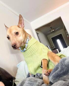 Cattle Dog and Terrier Dogs Available for Adoption in Saugus, Massachusetts - Penelope | PetCurious