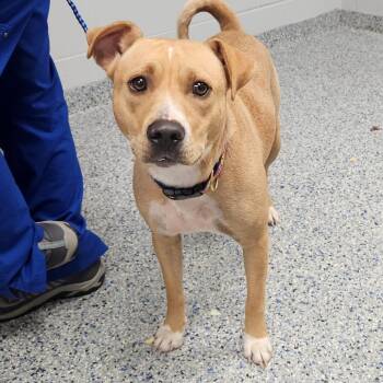 Angel -  Mixed Breed Dog for Adoption in Greenville, South Carolina - Angel | PetCurious
