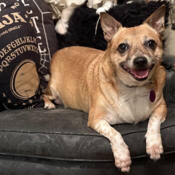 Chihuahua Dogs Available for Adoption - Fanny | PetCurious