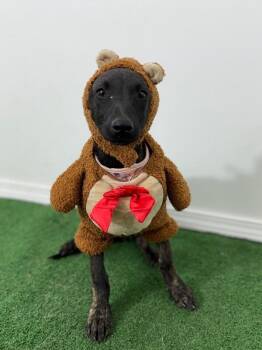 Joy-One of our Amazing Rescue Dogs -  Black Labrador Retriever and Whippet Dog Available for Adoption in Carlsbad, California - Joy-One Of Our Amazing Rescue Dogs | PetCurious