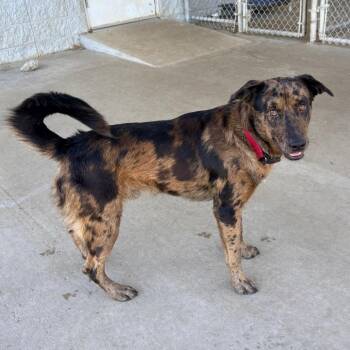 Dimples -  Mixed Breed Dog for Adoption in Brentwood, Missouri - Dimples | PetCurious