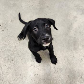 Gnome -  Retriever Dog for Adoption in New Rochelle, New York - Gnome | PetCurious