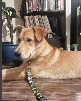 Sweet Tato dog social -  Yellow Labrador Retriever Dog for Adoption in Hermosa Beach, California - Sweet Tato Dog Social | PetCurious