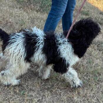Almond Joy -  Standard Poodle Dog for Adoption in Zimmerman, Minnesota - Almond Joy | PetCurious