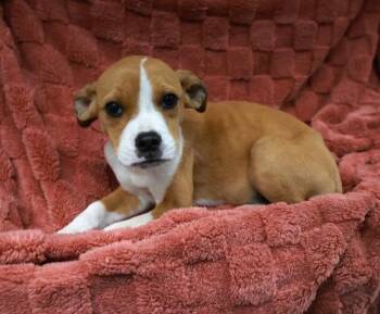 Cricket -  Pit Bull Terrier Dog for Adoption in Thief River Falls, Minnesota - Cricket | PetCurious
