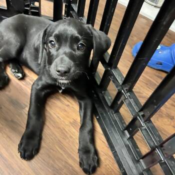 Black Labrador Retriever Dogs Available for Adoption in Howes Cave, New York - Puppies 1-male 3-female  | PetCurious