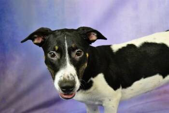 Dachshund and Mixed Breed Dogs Available for Adoption in Fort Lauderdale, Florida - MALORY | PetCurious
