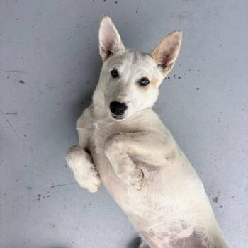 Cattle Dog Dogs Available for Adoption in Boaz, Alabama - Bubbles | PetCurious