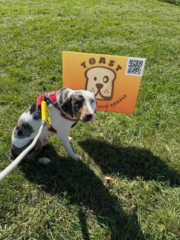 Rescue Catahoula Leopard Dog Dogs for Adoption in Orland Park, Illinois - Mars | PetCurious
