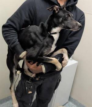 JITTER -  Siberian Husky and Mixed Breed Dog for Adoption in Rowlett, Texas - JITTER | PetCurious