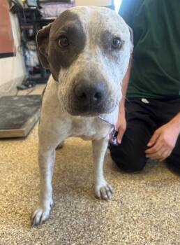 A1913838 -  Pit Bull Terrier and Mixed Breed Dog Available for Adoption in Blythe, California - A1913838 | PetCurious