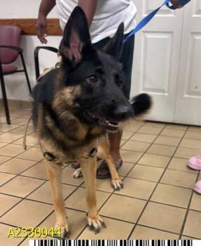 Mixed Breed Dogs Available for Adoption - CHANNEL | PetCurious