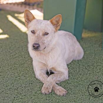 Nicki -  Cattle Dog and Mixed Breed Dog for Adoption in Abilene, Texas - Nicki | PetCurious