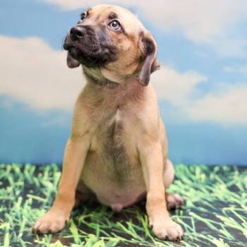 TJ -  Labrador Retriever and Mixed Breed Dog for Adoption in Casa Grande, Arizona - TJ | PetCurious